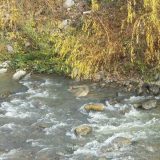 Izlila se Bjelica 14