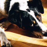 Masovno trovanje pasa u Nišu 14