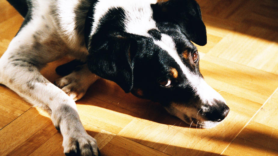 Masovno trovanje pasa u Nišu 1