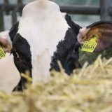 Kako proizvođači mesa i mlečnih proizvoda koče klimatsku akciju? 9