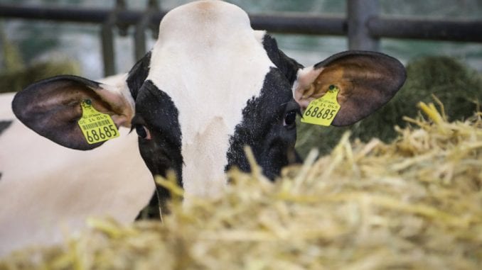Kako proizvođači mesa i mlečnih proizvoda koče klimatsku akciju? 1