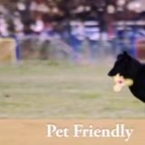 Pet Friendly: Besplatni sladoledi za kuce (VIDEO) 1