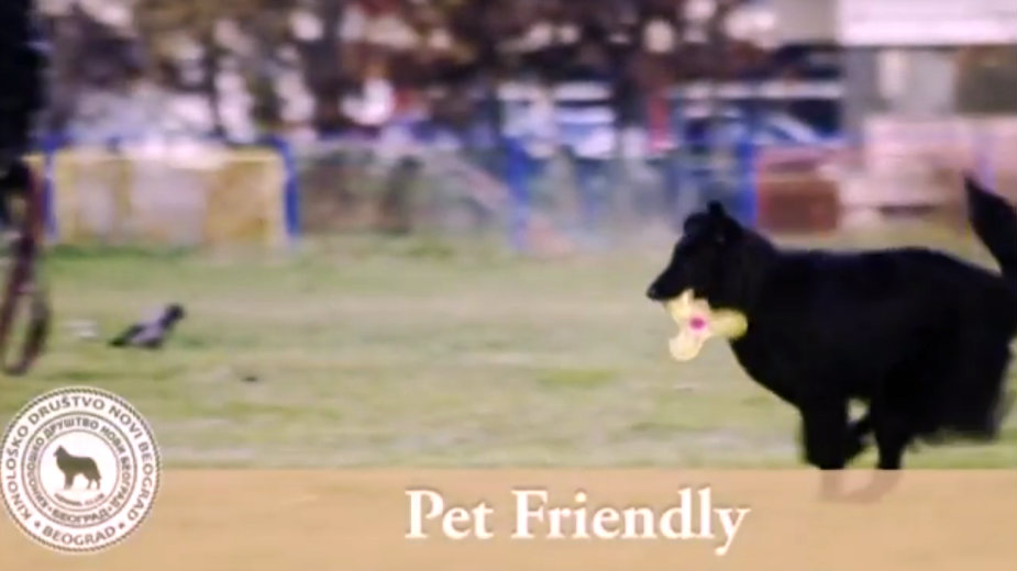 Pet Friendly: Besplatni sladoledi za kuce (VIDEO) 1