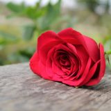 Zašto slavimo Osmi mart 15