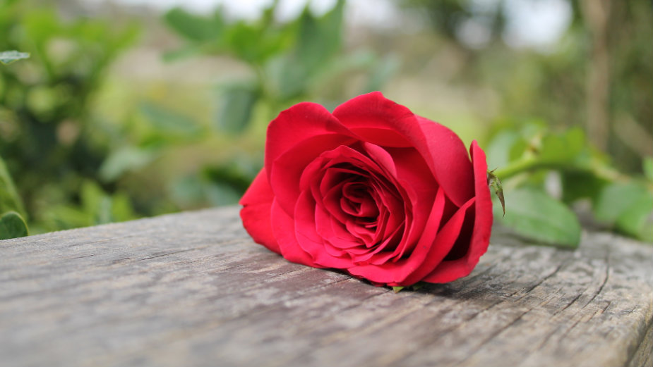 Zašto slavimo Osmi mart 1