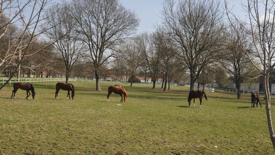 Sređuju ergelu i u vanrednoj situaciji 2
