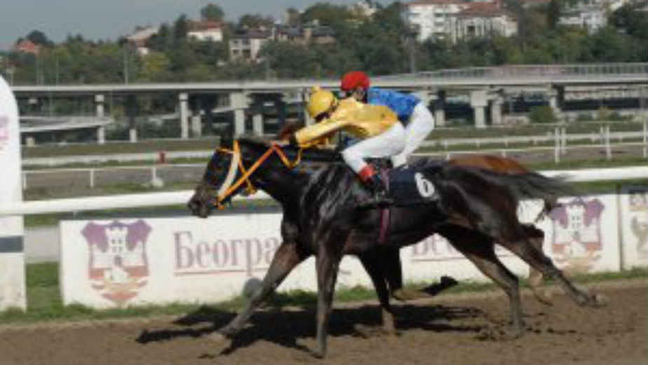 Građani tvrde niču zgrade na Hipodromu, Vesić kaže glupost 1