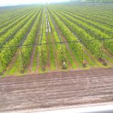 Jabu/č(el)ar(evo) 1: Jabuke u špaliru 4