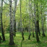 Krivična prijava zbog seče tise 11