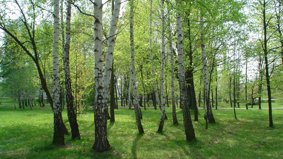 Krivična prijava zbog seče tise 1