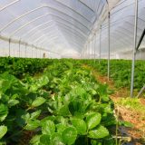 Nedimović: Izvoz jagodastog voća iz Srbije povećan za 30 odsto 8