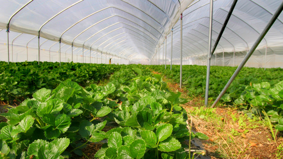 Nedimović: Izvoz jagodastog voća iz Srbije povećan za 30 odsto 1