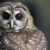 Vratite male sove na drvo 12