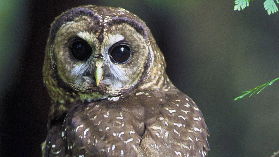 Vratite male sove na drvo 1