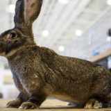 Muzej zeca u Petrovaradinu ponovo otvara vrata 8