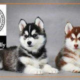 Pet Friendly: Saveti o zdravoj ishrani ljubimaca (VIDEO) 12