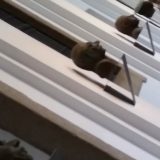 Madrid: Osamdeset godina Gernike 4