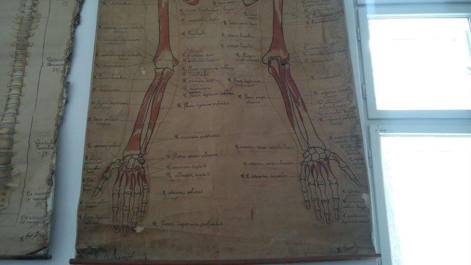 Mata Hari kao model za čas anatomije 2