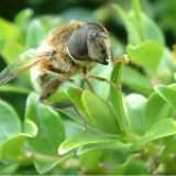  Nestajanje medonosnih pčela 6