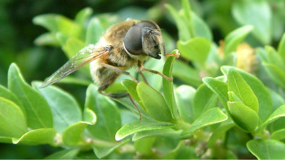 Stokholm pravi park za pčele 1