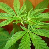 Marihuana leči teške narkomane ? 7