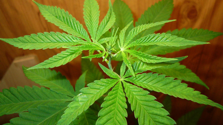 Marihuana leči teške narkomane ? 1