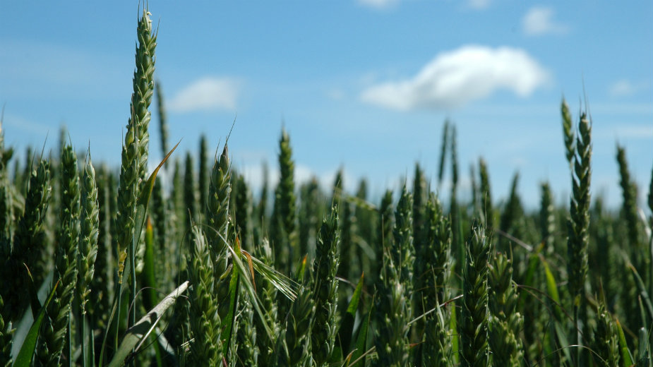 Zasejali žitarice, pa šta bude 1