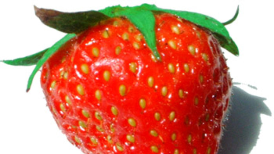 Jagode preporodile Pocerinu 1