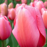 Bregzit zabrinjava Holandiju zbog cveća 14