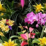 U parku Manjež od 5. do 14. maja izložba cveća 3