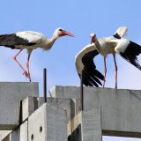 Jato roda naselilo gradilište 4