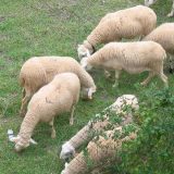 Prvih 3.000 jagnjadi kreće za Kinu 13