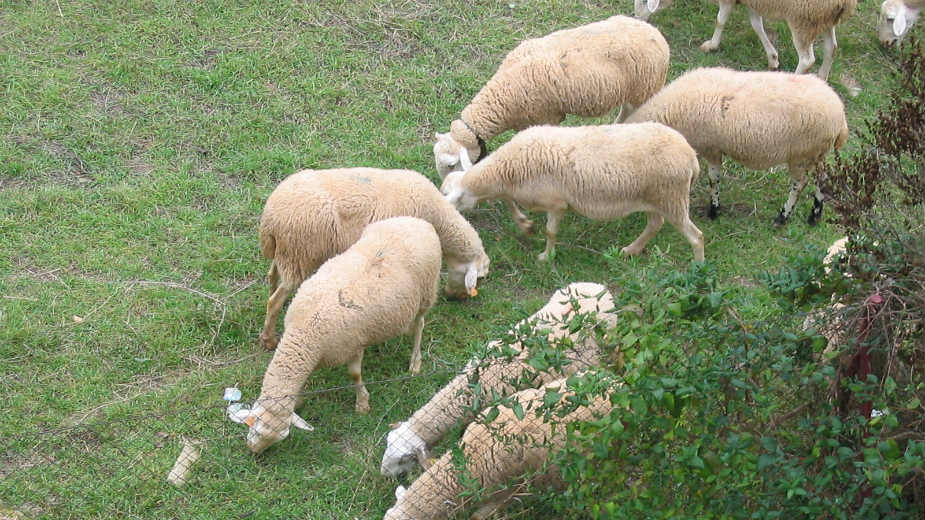 Prvih 3.000 jagnjadi kreće za Kinu 1