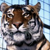 Radnica zoo vrta u Engleskoj stradala od napada tigra 6