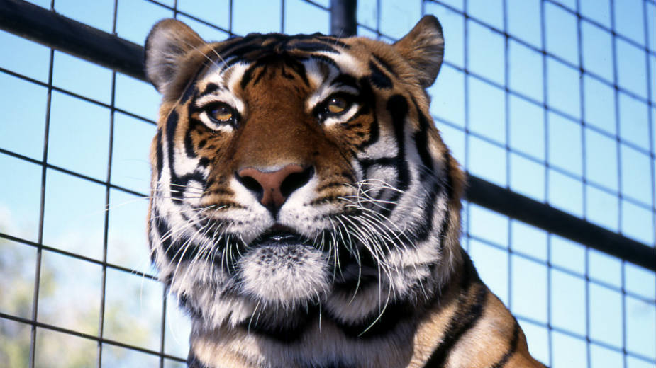Radnica zoo vrta u Engleskoj stradala od napada tigra 1