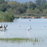 "Labudovo okno" kao centar ekoturizma 5