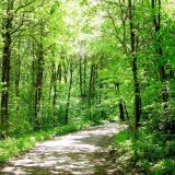 Pojačana kontrola Srbijašume zbog mogućih požara 6