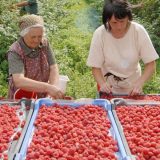 Ministarstvo obećalo zaštitu malinarima - kako, ne zna se 10