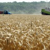 Cena pšenice 18 dinara po kilogramu Beograd 4