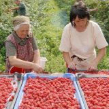 Tuča malinara i otkupljivača 5