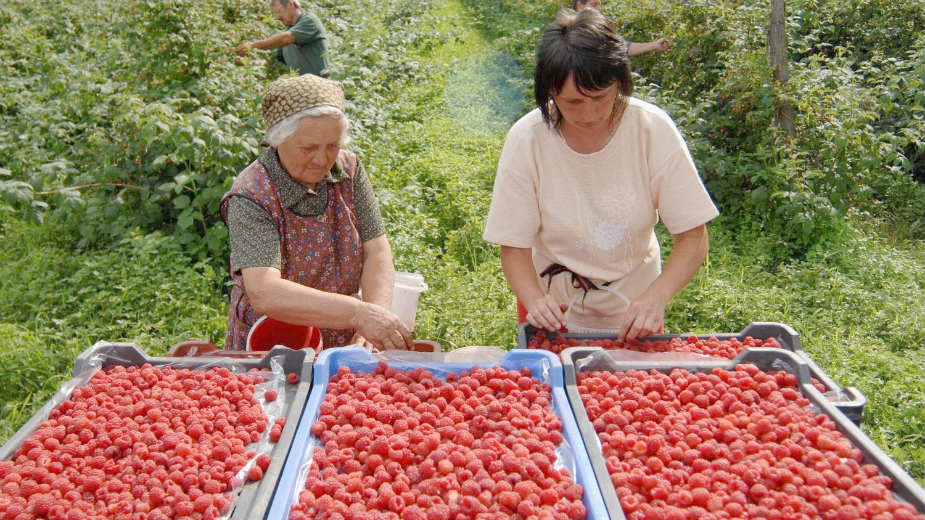 Tuča malinara i otkupljivača 1