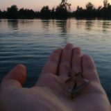 Procvetala Tisa kod Novog Bečeja 2