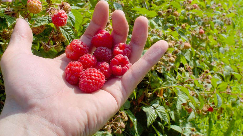 Malinari ponovo najavljuju proteste 1