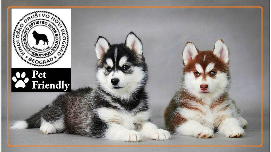 Nova epizoda emisije Pet Friendly (VIDEO) 1 Nova epizoda emisije Pet Friendly (VIDEO) 1