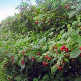 Cena maline ove godine od 600 do 800 dinara za kilogram 3