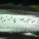 Spasimo beogradski Amazon 1