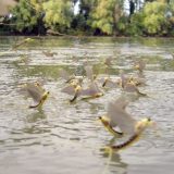 Kako izgleda kada Tisa cveta 14