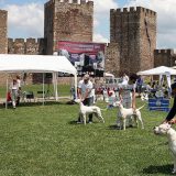 Argentinske doge u Smederevskoj tvrđavi 2