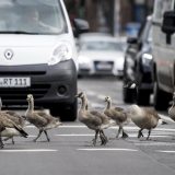 Guske zaustavile saobraćaj u Diseldorfu 12