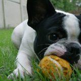 Kućni ljubimci smanjuju stres i fizički aktiviraju 10